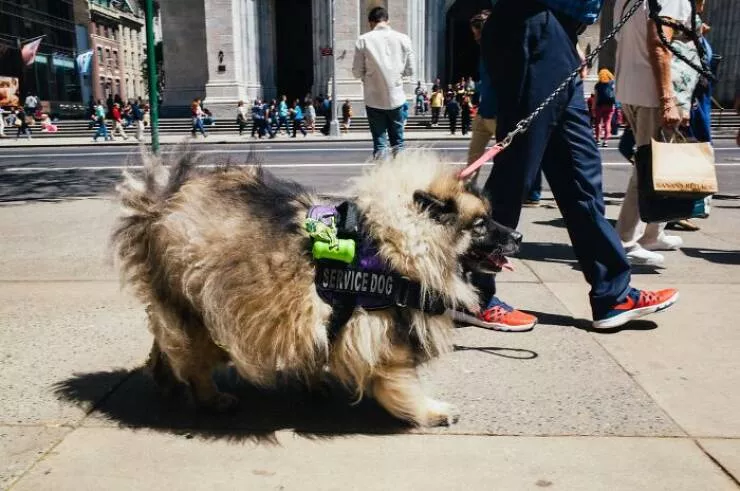 Animaux en ville des moments de joie - #35 