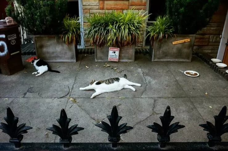 Animaux en ville des moments de joie - #36 