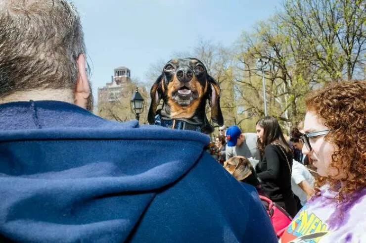 Animals in the city moments of joy - #39 