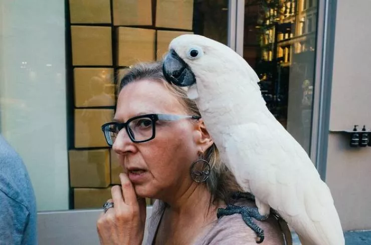Animaux en ville des moments de joie - #44 