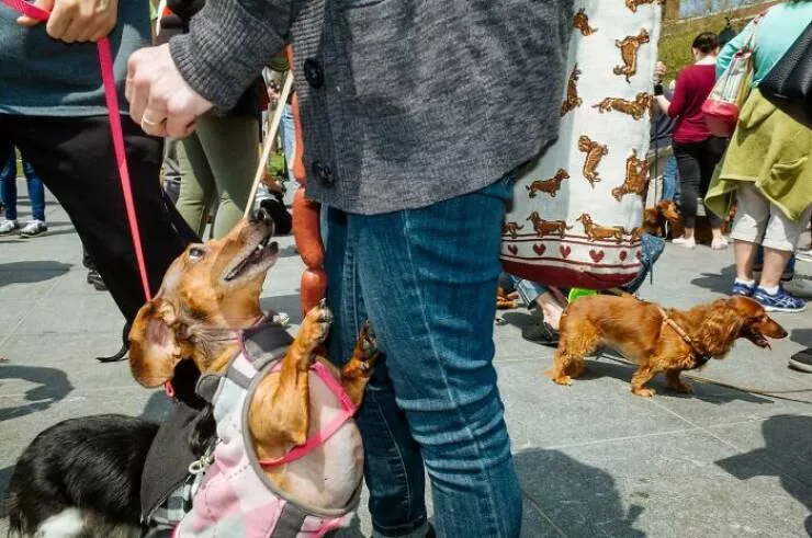 Animaux en ville des moments de joie - #45 