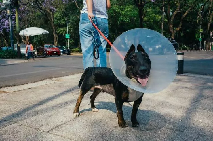 Animals in the city moments of joy - #47 