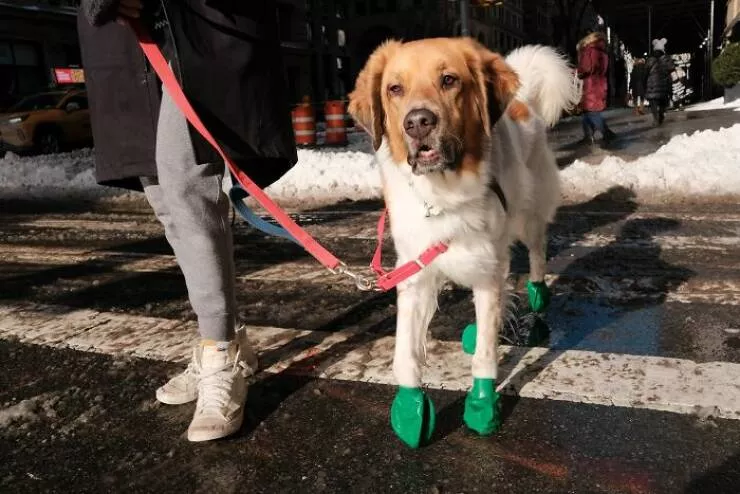 Animals in the city moments of joy - #5 