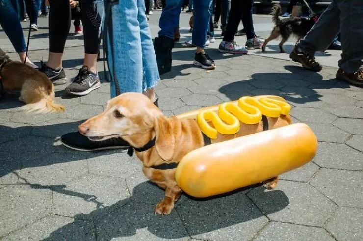 Animals in the city moments of joy - #6 