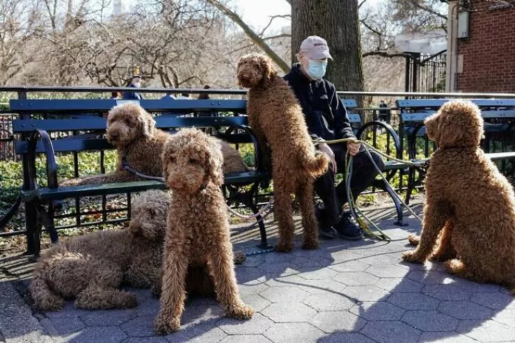 Animals in the city moments of joy - #8 