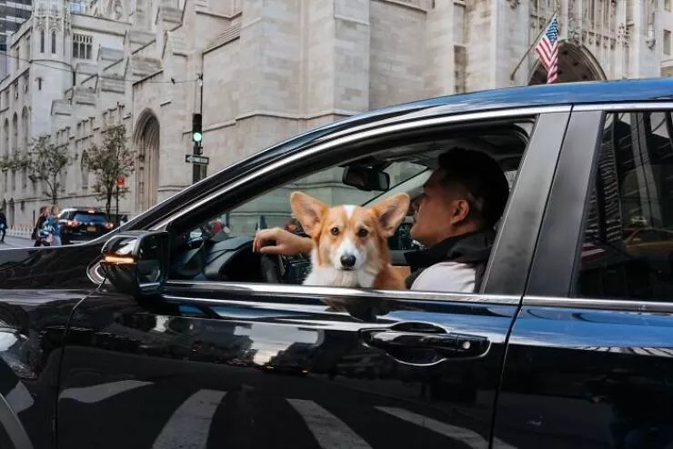 Animaux en ville des moments de joie - #9 