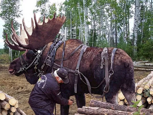 Welcome to canada landscapes and quirks - #31 