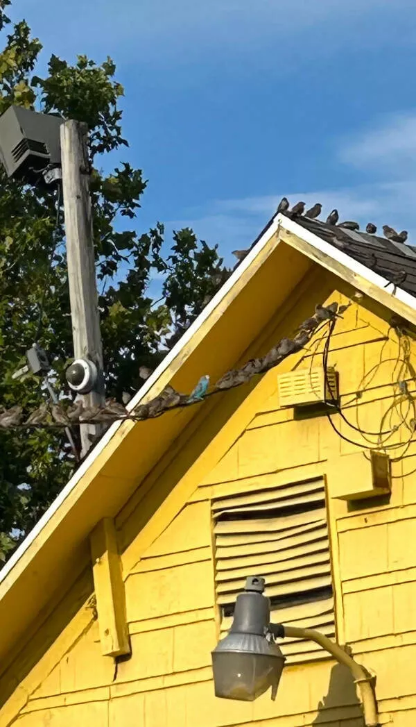 Hidden beauty a gallery of little details - #1 A lost pet parakeet is living with a sparrow flock