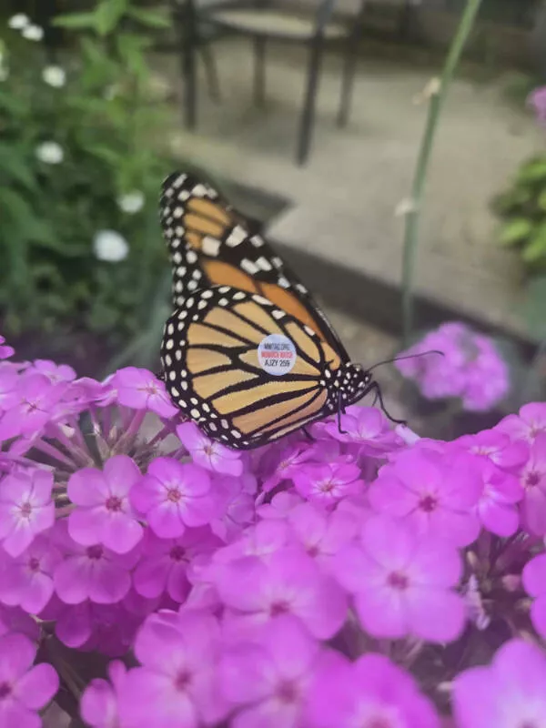 Hidden beauty a gallery of little details - #8 My first-ever tagged monarch spotted in the backyard