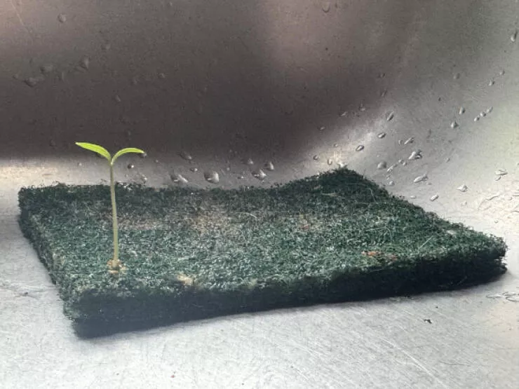 Hidden beauty a gallery of little details - #9 A tomato seed accidentally sprouted on a sink scrubby