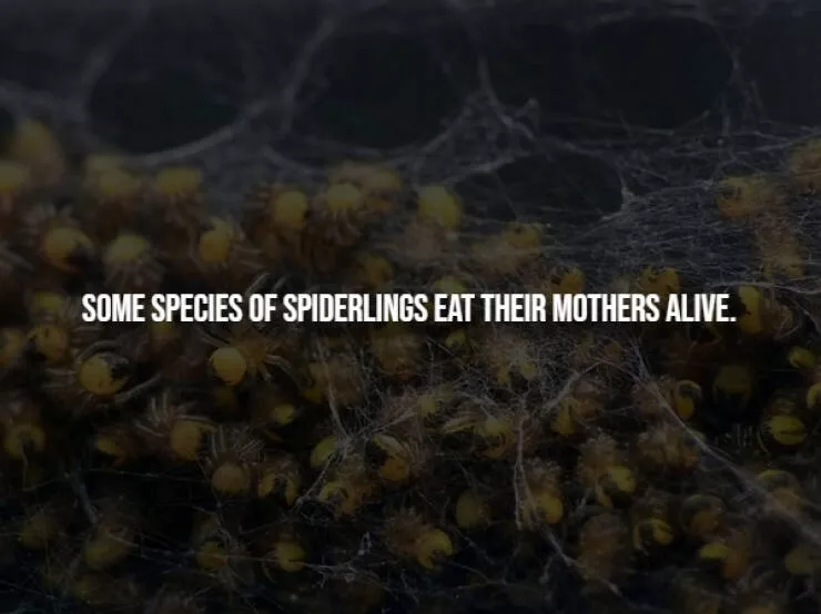 Spooky facts thatll give you chills - #6 