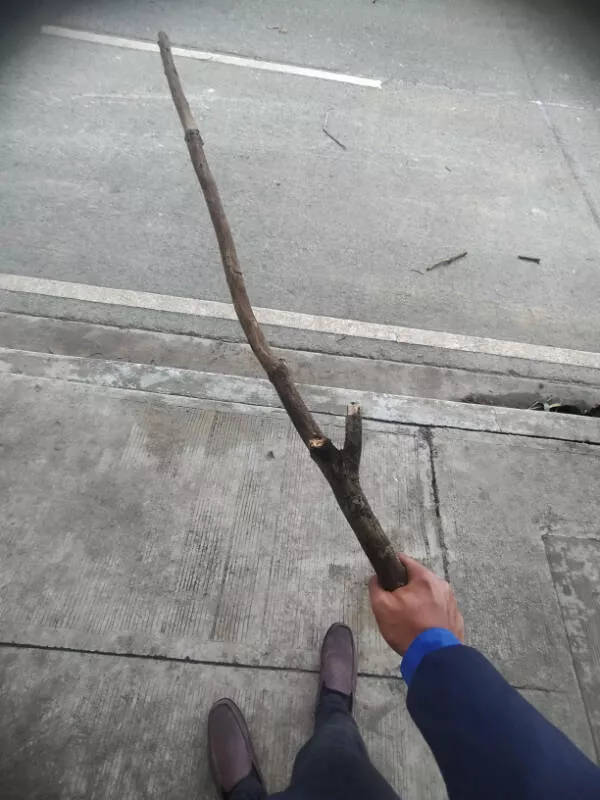 A feast for the eyes a gallery of beauty - #6 The last time you found the perfect stick sword