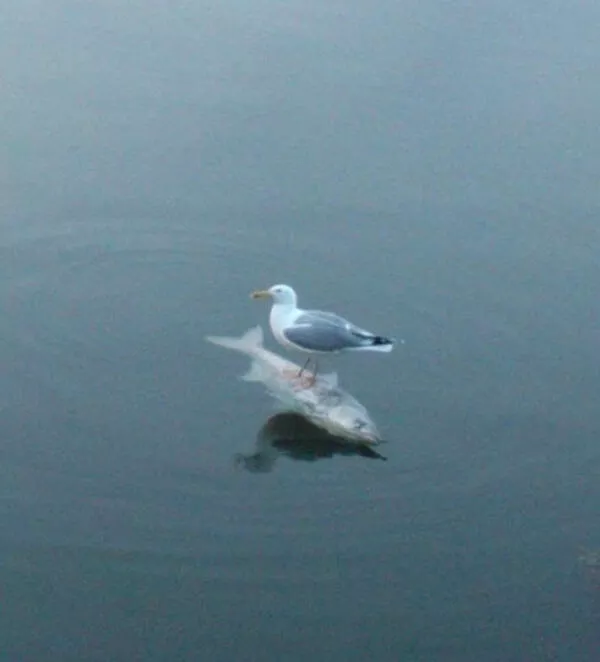 Coincidences too strange to ignore - #2 