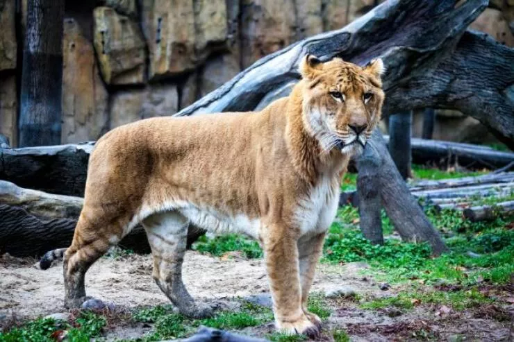Wild hybrid animals fact or fantasy - #1 Liger (male lion + female tiger)