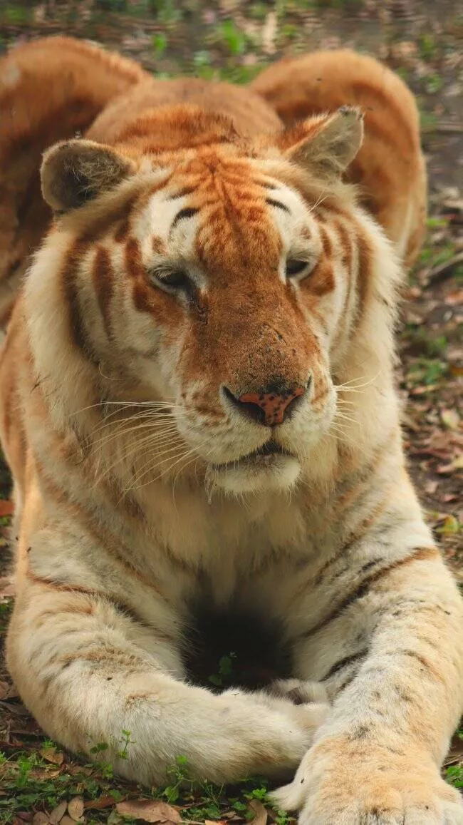 Animaux hybrides sauvages realite ou fiction  - #2 Le tigron (tigre mâle + lionne)