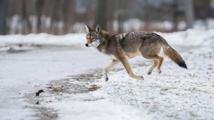 Animaux hybrides sauvages realite ou fiction  - #3 Le coyloup (coyote et loup)