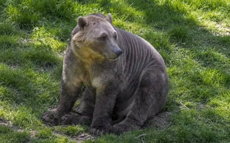 Animaux hybrides sauvages realite ou fiction  - #4 L'ours grolaire (ours polaire + grizzly)