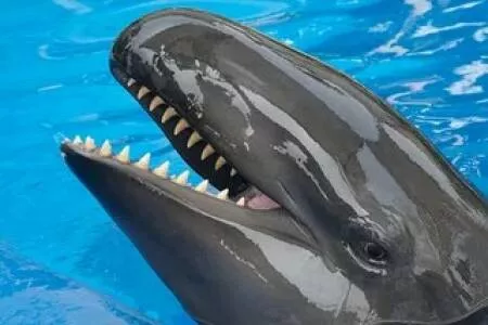 Wild hybrid animals fact or fantasy - #5 Wolphin (whale + dolphin)