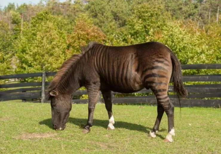 Wild hybrid animals fact or fantasy