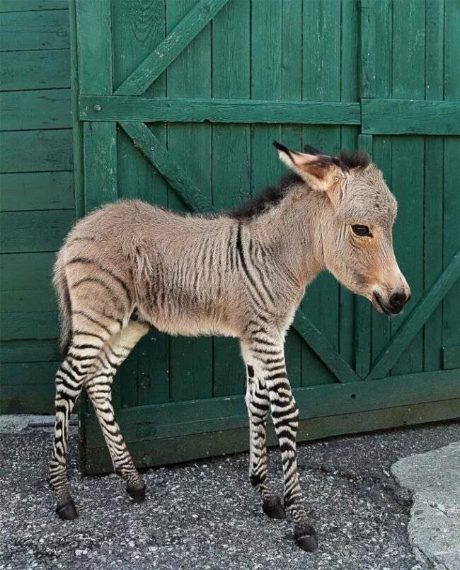 Wild hybrid animals fact or fantasy - #7 Zonkey (zebra + donkey)