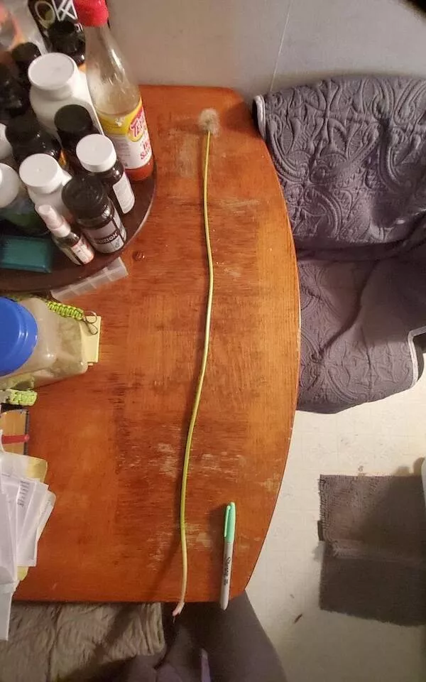 Size matters a matter of scale - #19 