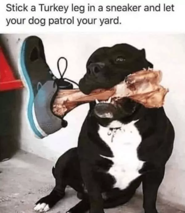 Pure wisdumb a collection of genius memes - #28 Pure wisdumb a collection of genius memes - #28