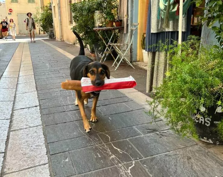 Photos de vacances droles et insolites - #10 Ce chien à Marseille est la chose la plus française qu'on ait vue