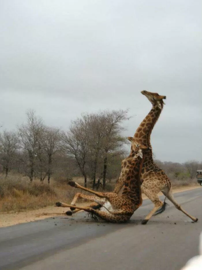 Photos de vacances droles et insolites - #12 Des girafes en plein combat, l'une des rares photos de mon ami en voyage