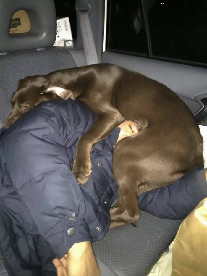 Funny vacation pictures a hilarious trip - #18 My dog gave up his seat for my road-trip nap