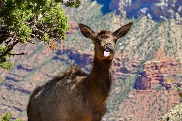 Photos de vacances droles et insolites - #26 La meilleure photo de mon premier voyage au Grand Canyon