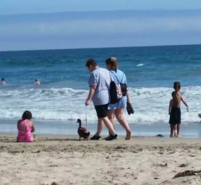 Funny vacation pictures a hilarious trip - #34 Saw people walking their pet duck on the beach
