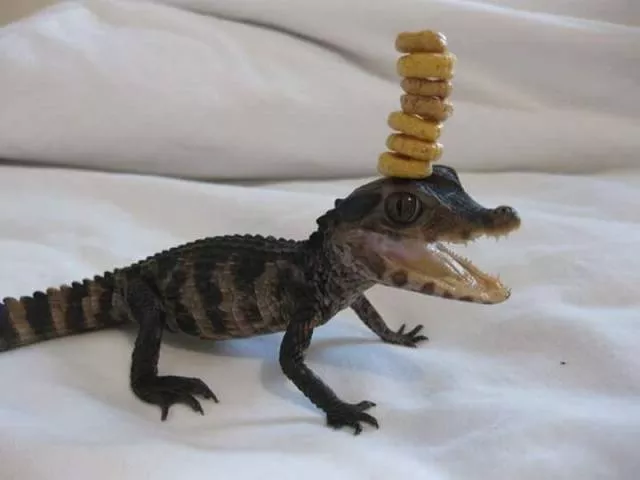 Picdump 145 - #13 