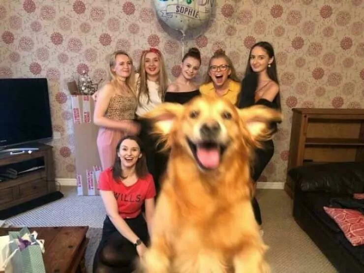 Pet photobombers accidental stars - #1 