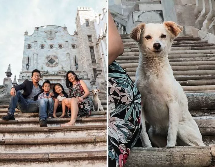 Pet photobombers accidental stars - #10 