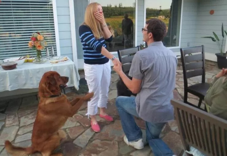 Pet photobombers accidental stars - #11 