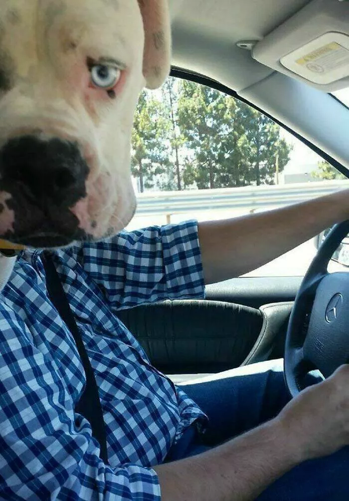 Animaux photobombeurs stars malgre eux - #14 