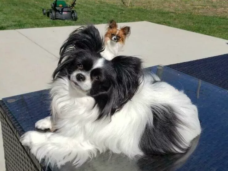 Animaux photobombeurs stars malgre eux - #17 