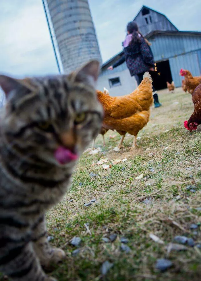 Animaux photobombeurs stars malgre eux