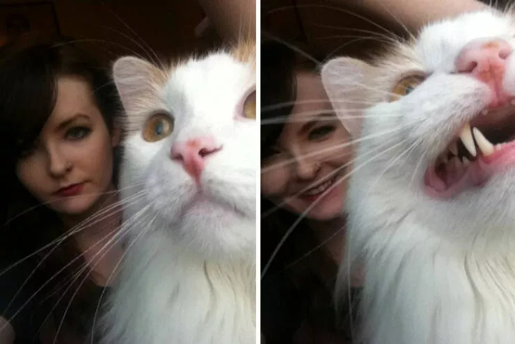 Animaux photobombeurs stars malgre eux - #21 