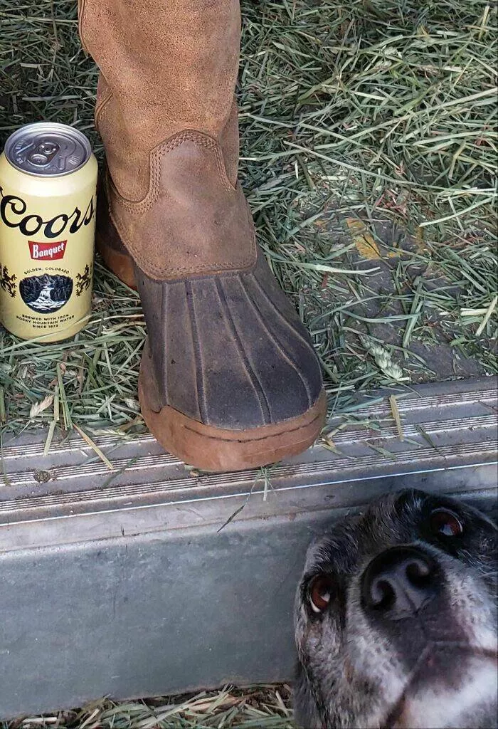 Pet photobombers accidental stars - #22 