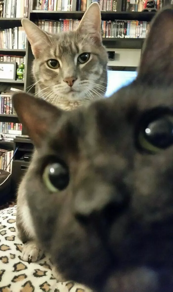 Pet photobombers accidental stars - #24 