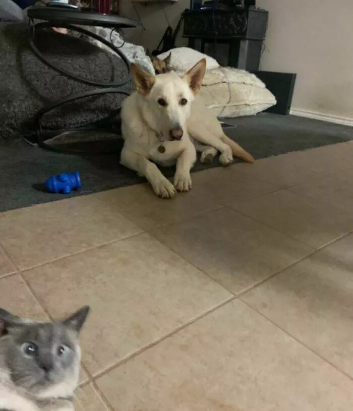 Pet photobombers accidental stars - #27 