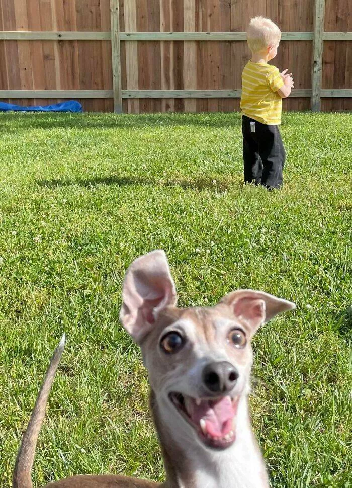 Pet photobombers accidental stars - #28 