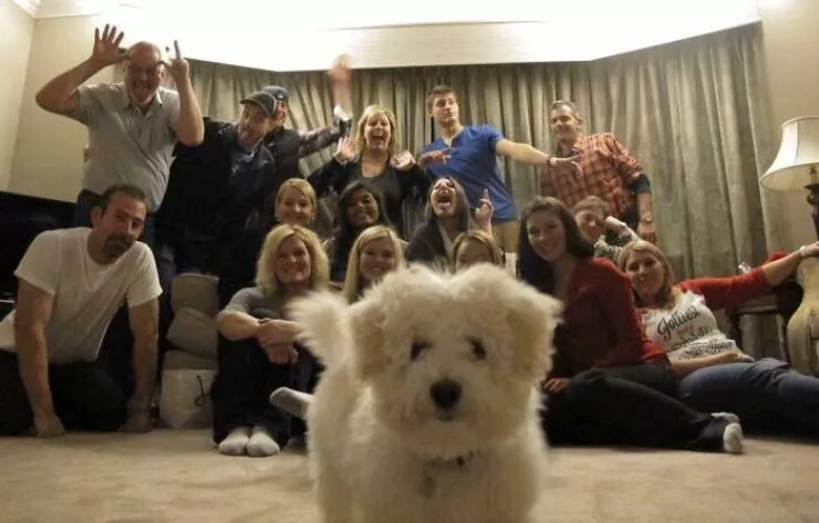 Pet photobombers accidental stars - #29 