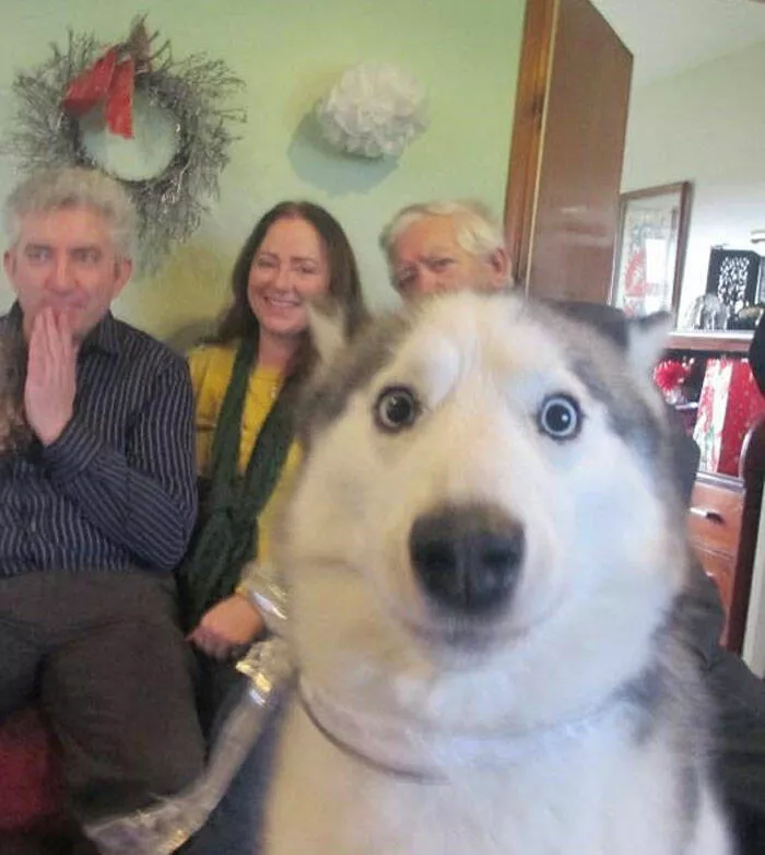 Pet photobombers accidental stars - #3 