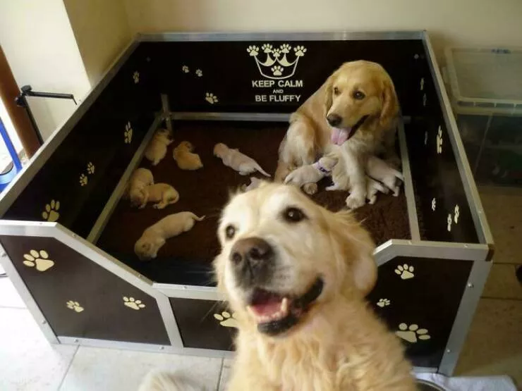 Pet photobombers accidental stars - #30 