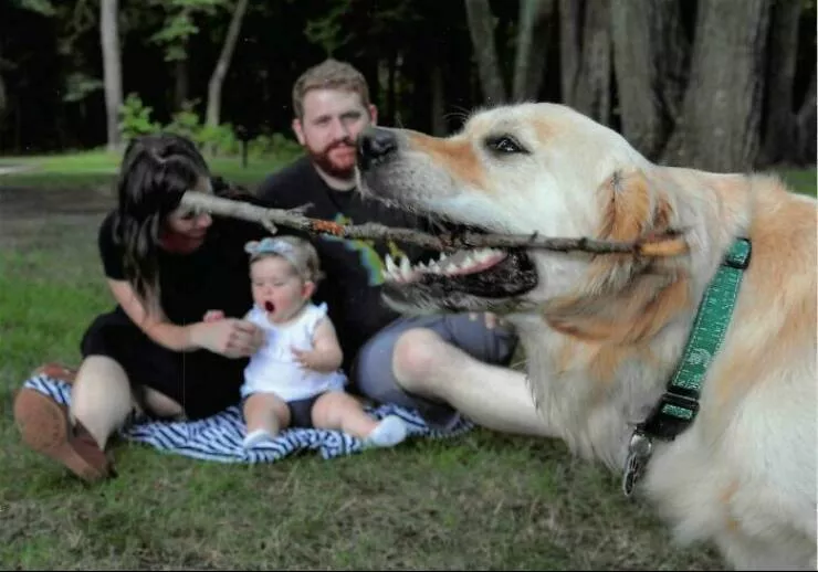 Pet photobombers accidental stars - #31 