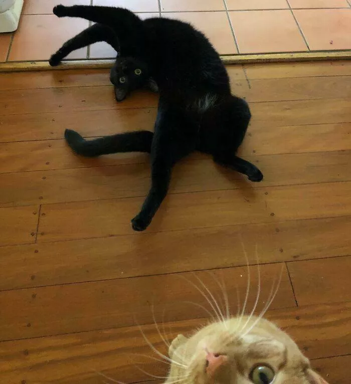 Pet photobombers accidental stars - #32 