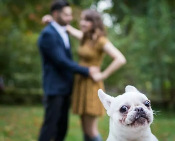 Pet photobombers accidental stars - #33 