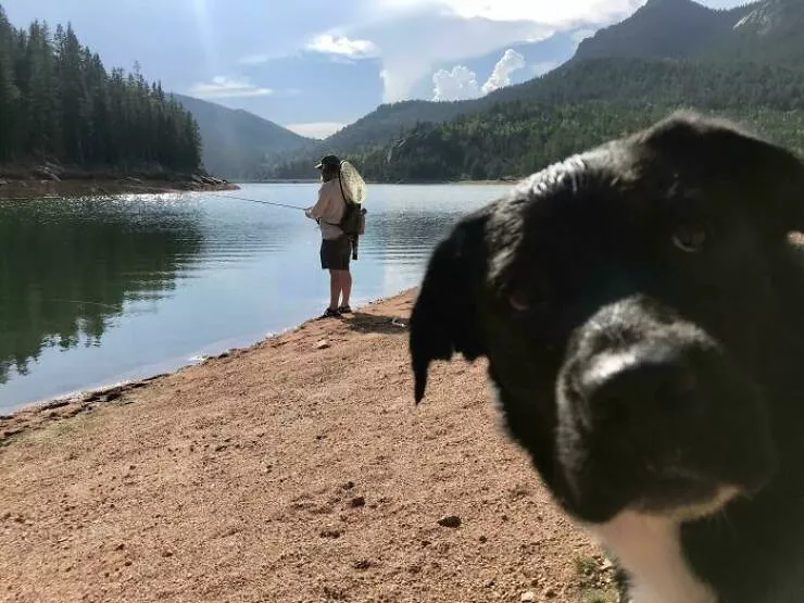 Pet photobombers accidental stars - #34 